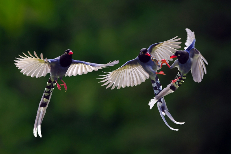 1036 - COMPETING FOR FOOD 23 - TSAI CHI CHANG - taiwan.jpg